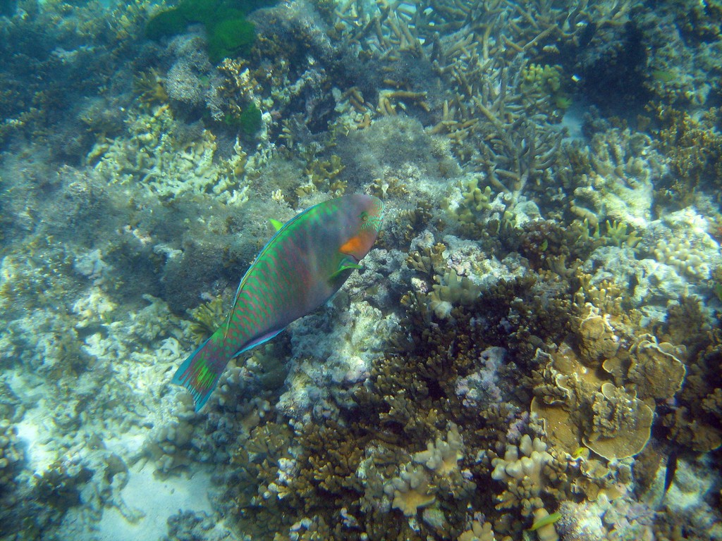 Reef & Marine Life